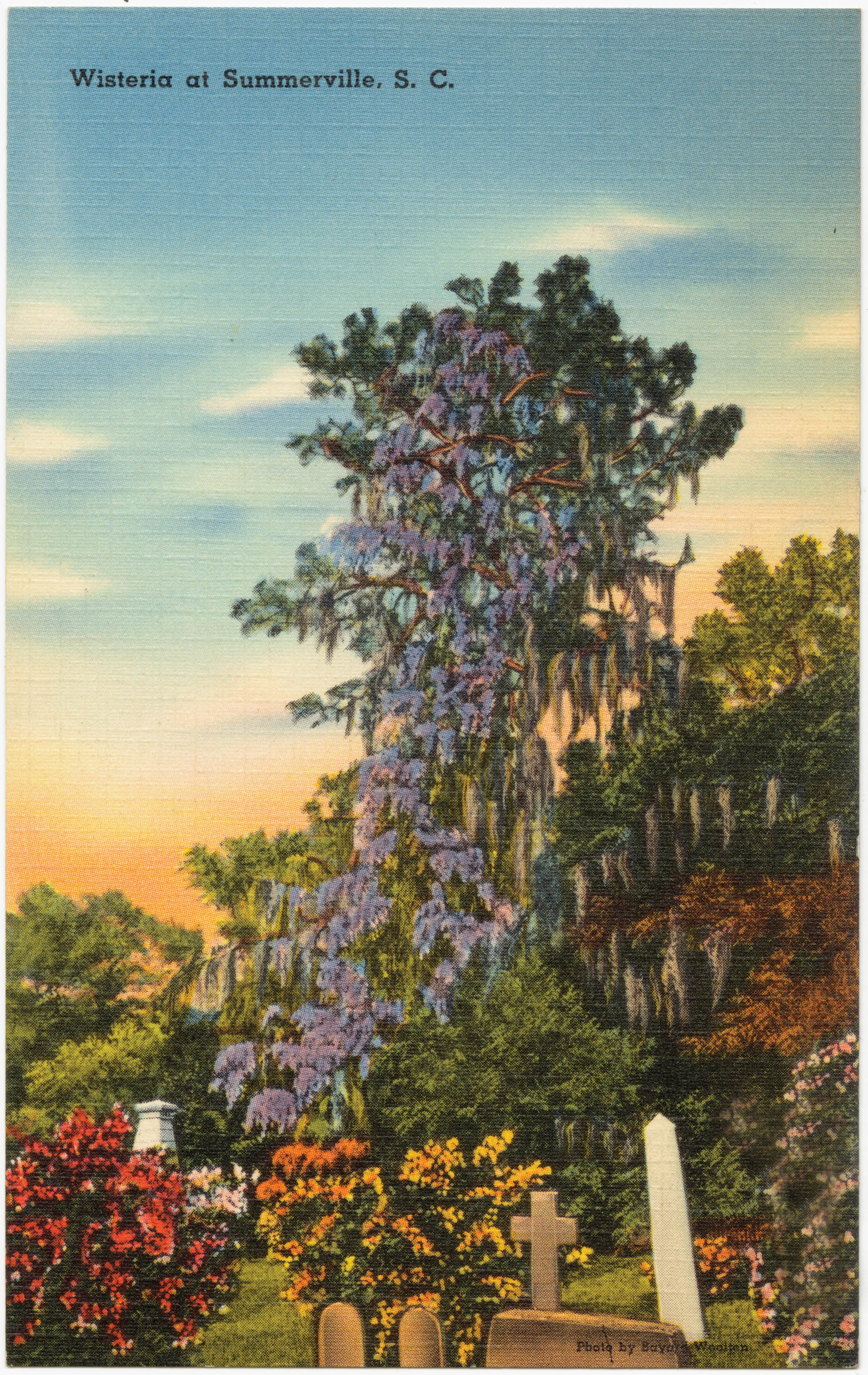 Wisteria climbs a pine tree in this circa-1930s Summerville postcard.