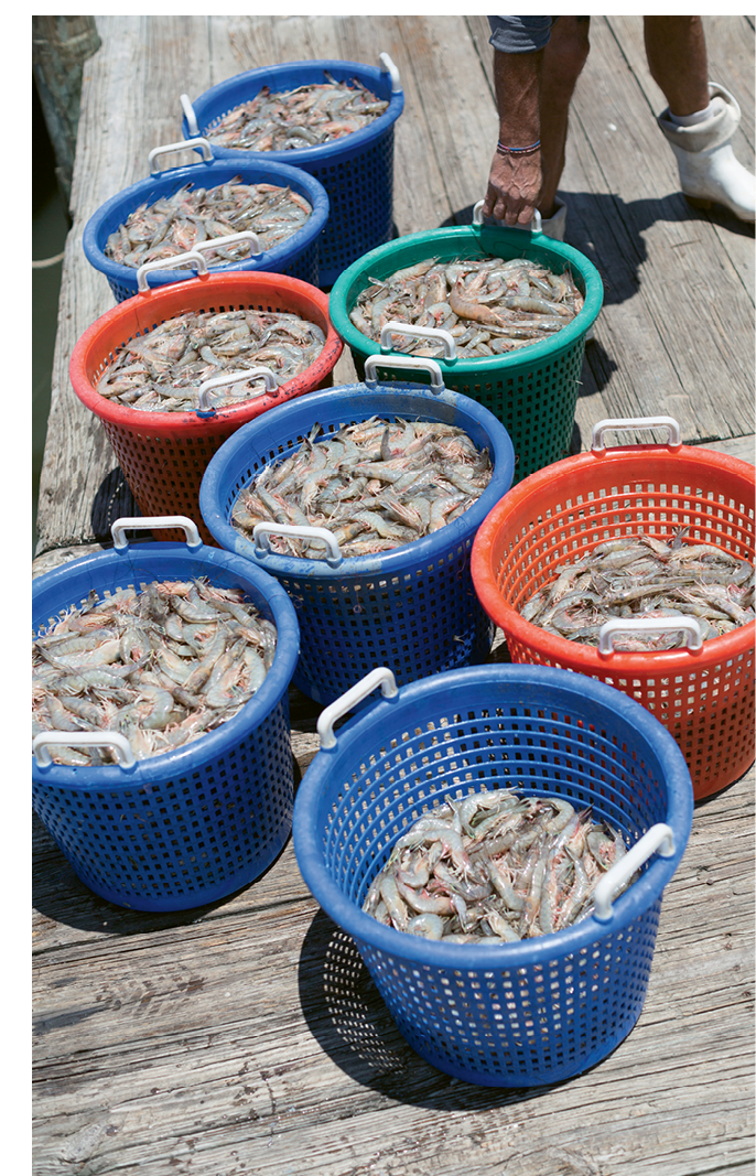 Unloading the catch on Geechie Dock