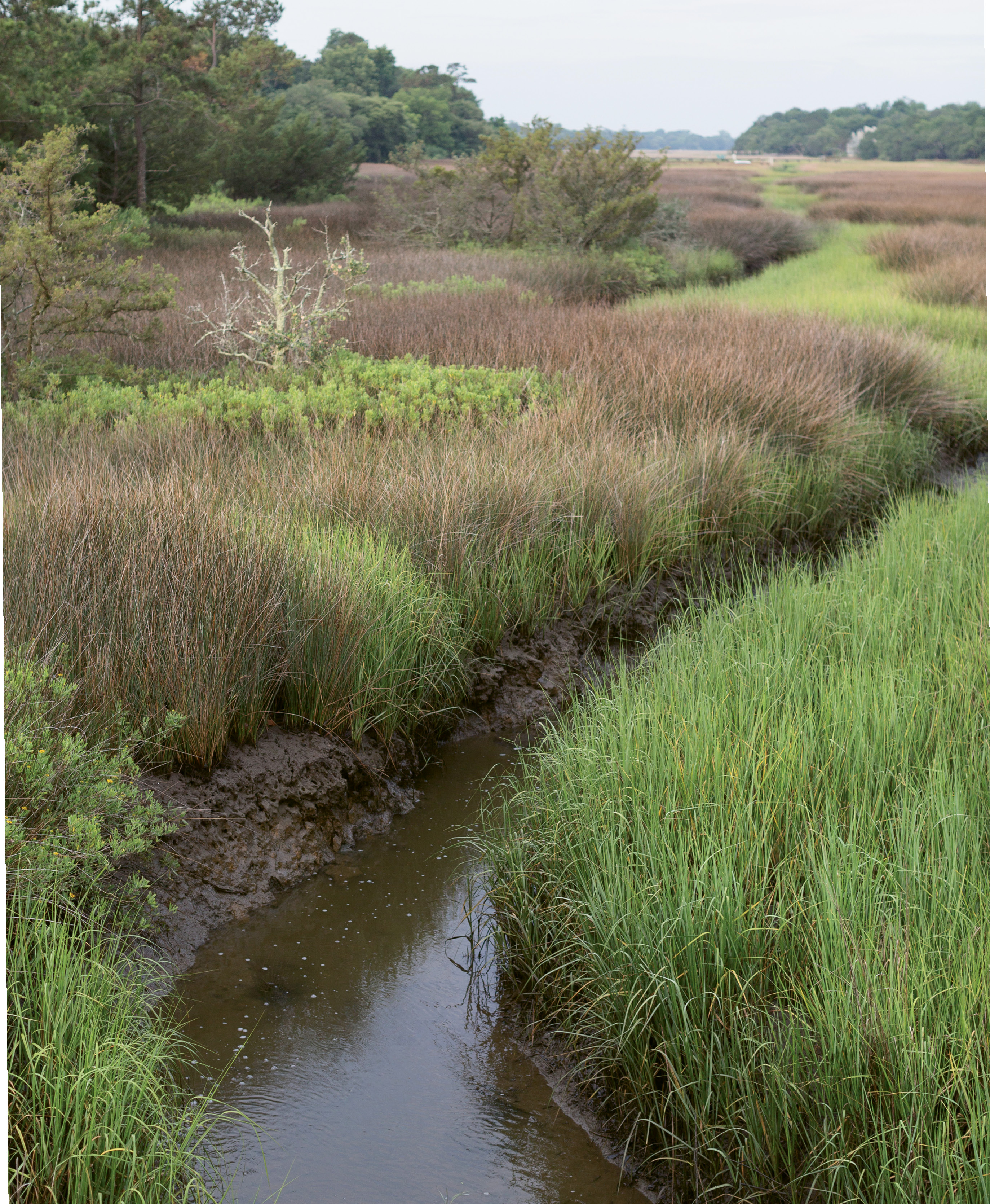 The creek’s headwaters near Bowman Road