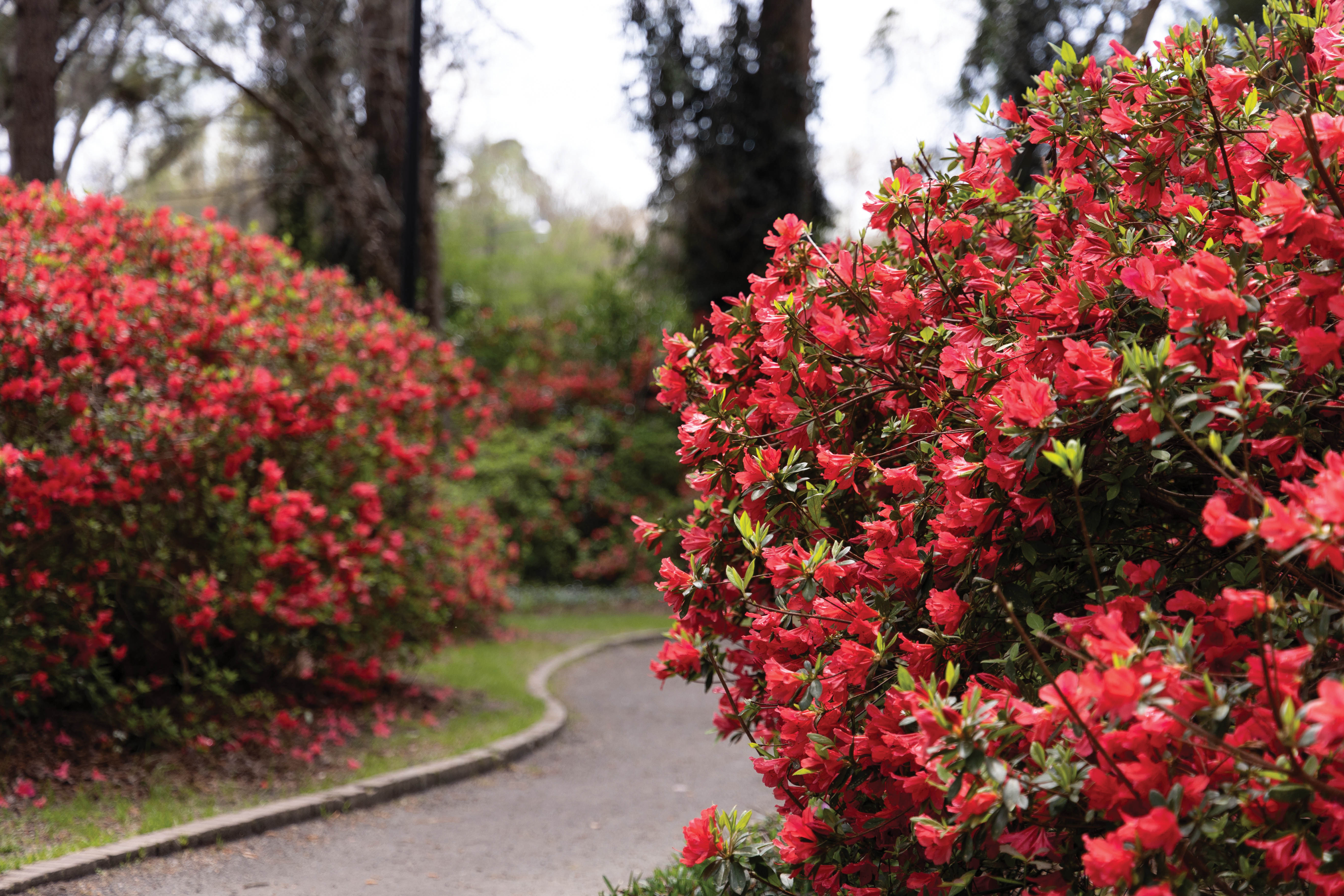 Azalea Park in peak spring bloom.