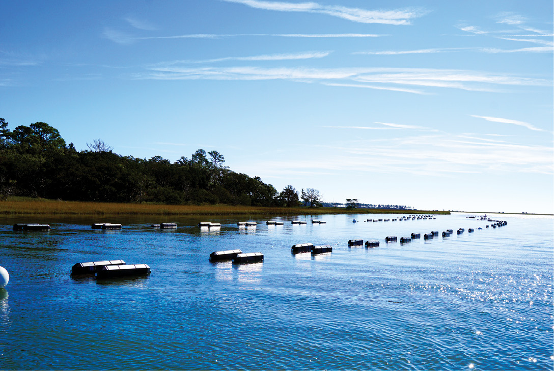 An alternate approach is to “farm” oysters by growing them in floating cages, which gives local beds time to rebound. Operating near Botany Bay, the Barrier Island Oyster Company (at right, second and third photos from the top) debuted its Sea Cloud singles to local restaurants last year.<br /> 