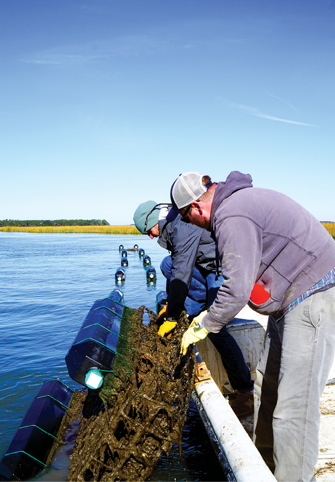 An alternate approach is to “farm” oysters by growing them in floating cages, which gives local beds time to rebound. Operating near Botany Bay, the Barrier Island Oyster Company (at right, second and third photos from the top) debuted its Sea Cloud singles to local restaurants last year.<br /> 