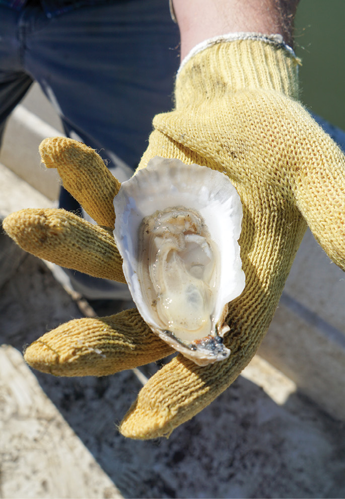 The young team at Barrier Island Oyster Co. hoists floating cages to harvest pearly white Sea Cloud singles. The name refers to a nearby historic plantation as well as the pristine color of its shell.