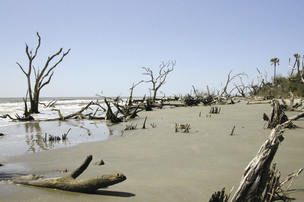 The Bulls Island Boneyard was once a forest. It’s a beautiful and dangerous spot with plenty of sunken hazards. Don’t try to surf here.
