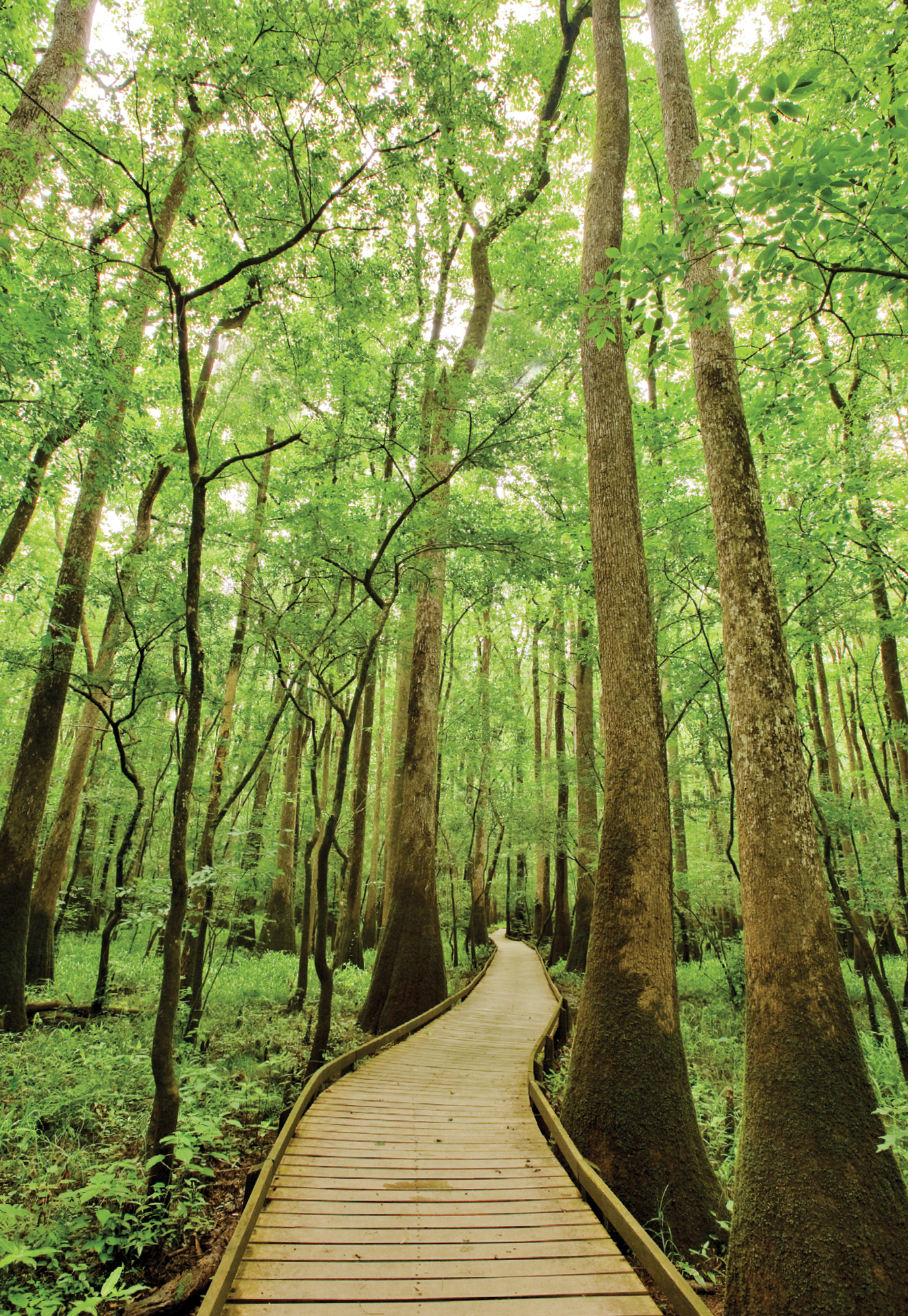 Congaree National Park