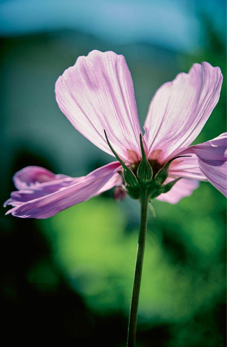 ...or rewards, including stunning wildflowers.