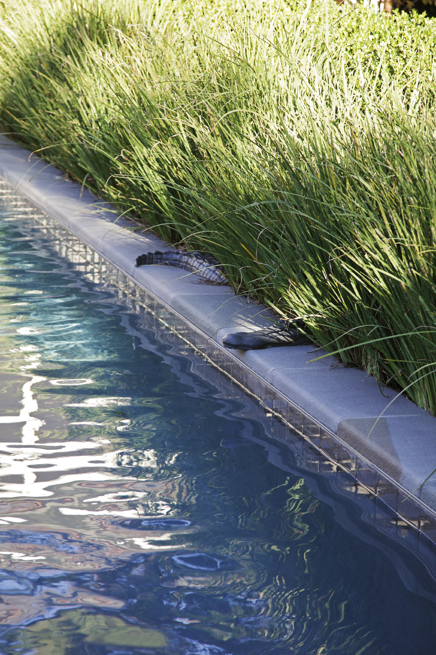 Green-leaf Japanese maples flank a door on the back garden wall, while a metal alligator adds a touch of poolside humor.