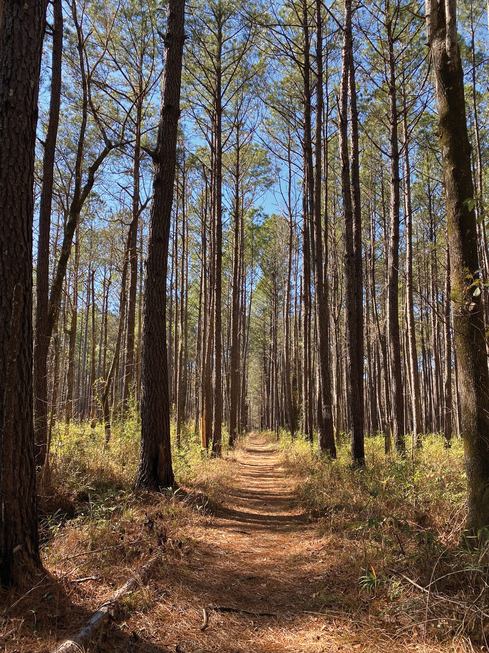 Swamp Fox Passage of the Palmetto Trail
