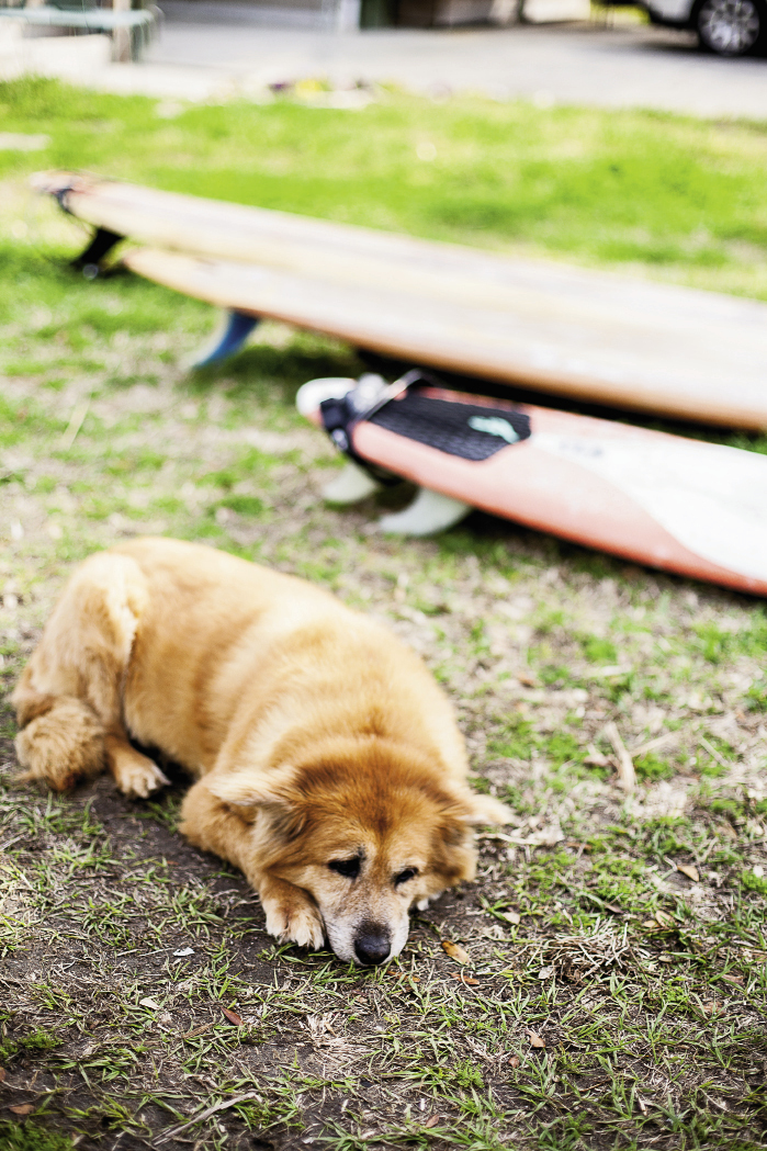 Dixon’s dog, Frieda, mopes at not being allowed on a trek out to Bird Key.