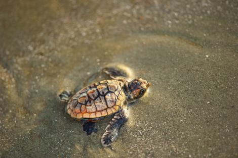 “These are definitely charismatic animals,” says Kelly Thorvalson of the S.C. Aquarium. People gravitate to and relate to sea turtles, and by becoming invested in turtle well being, they in turn become more interested in caring for the broader marine habitat.