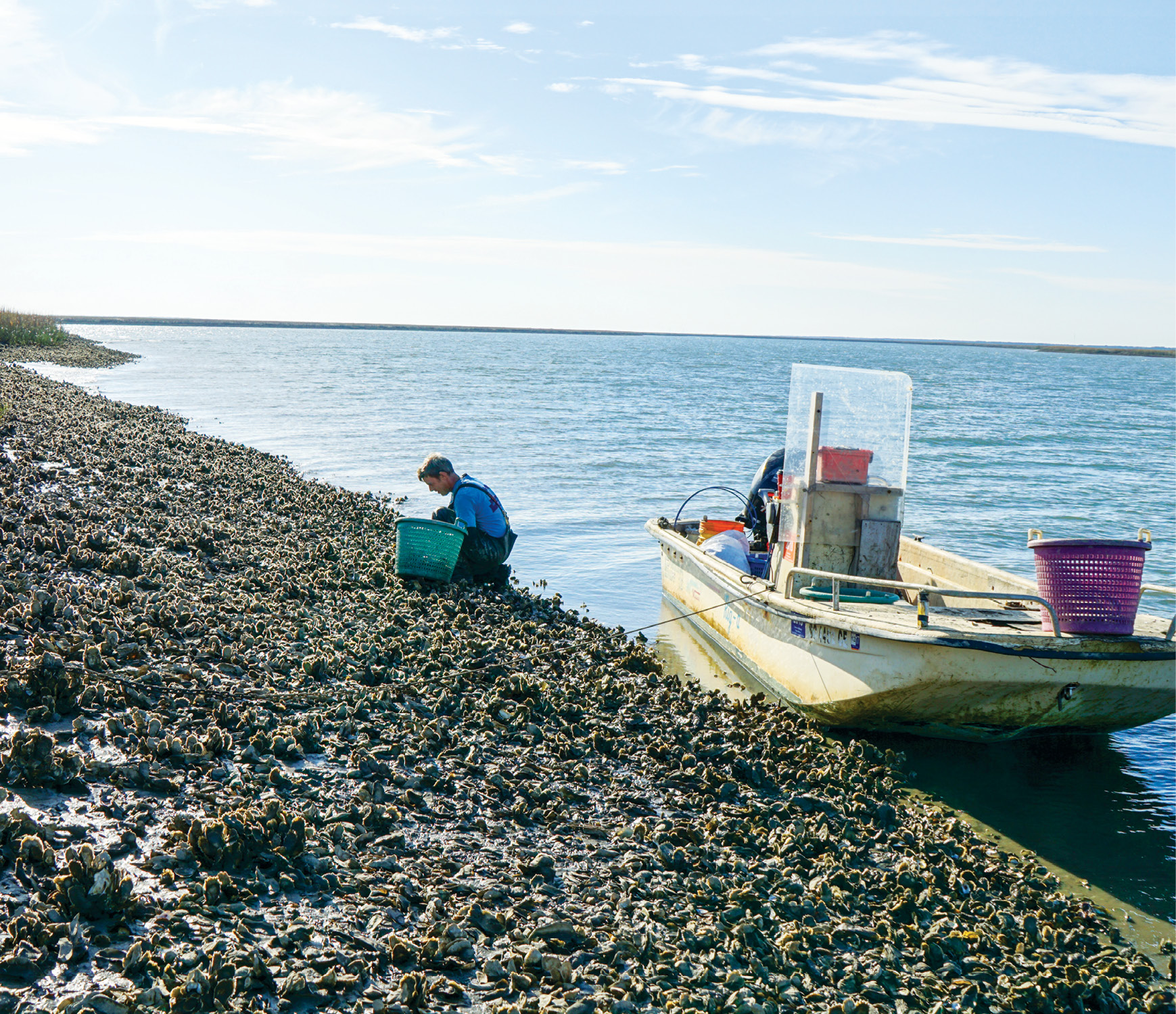 Jeff Spahr and his harvesting team could easily pick 40 bushels of oysters per day, but they typically stop at 10 to 20 bushels in order to keep their beds healthy. 