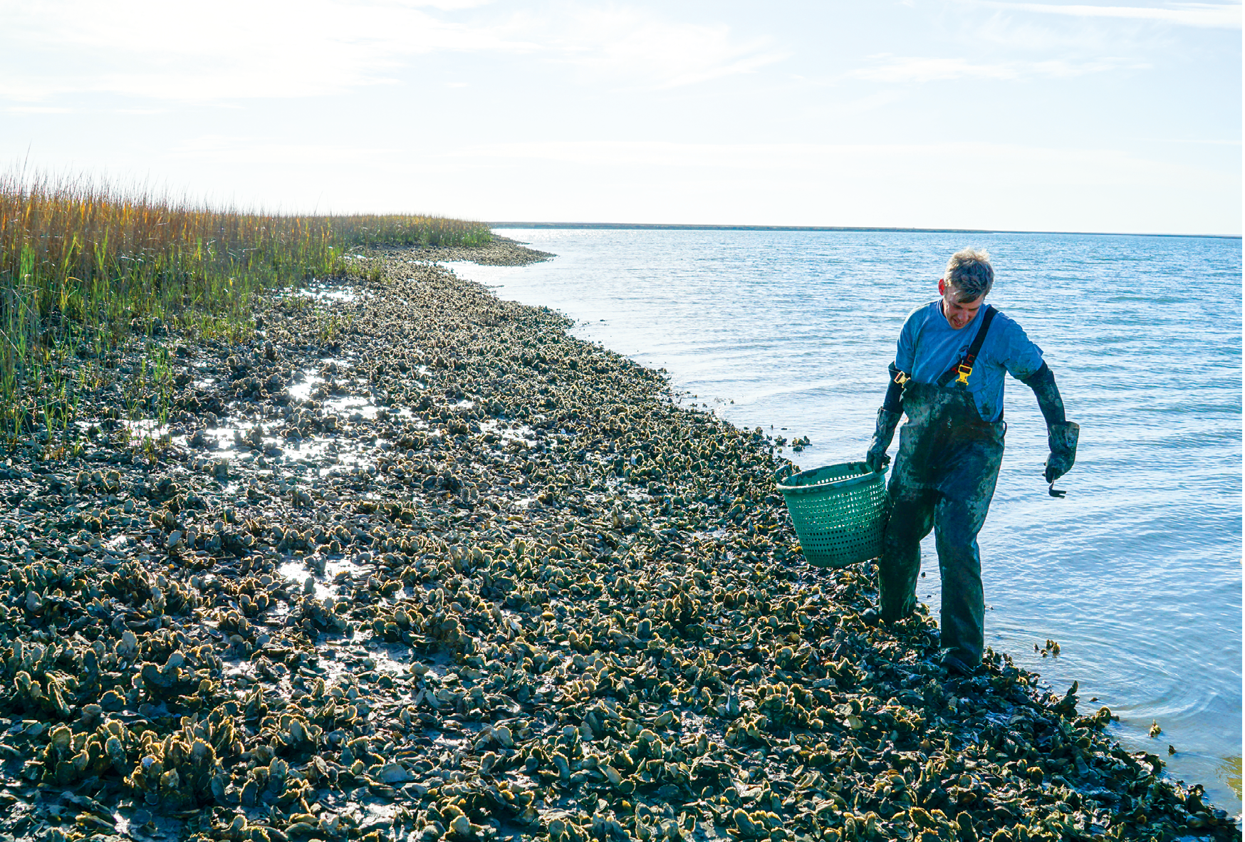 In the Cape Romain National Wildlife Refuge, Jeff Spahr of Charleston Oyster Company cultivates his oyster beds within 950 acres of leased marshland just off Bulls Bay. Through careful selection, his beds are thriving (top right and bottom right). Each day the clusters reappear and disappear with falling and rising tides.<br /> 