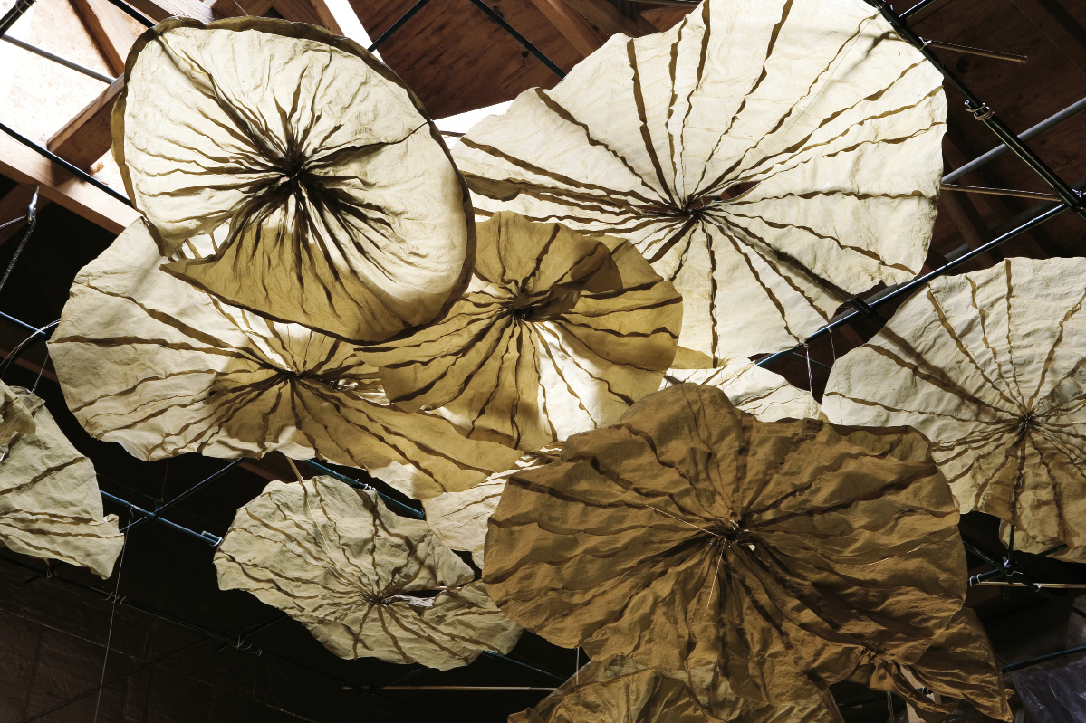 Lily Clouds.CourtesyOf_opt_0.jpeg