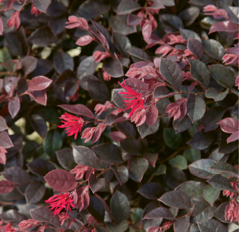 &#039;Purple Daydream&#039; dwarf loropetalum