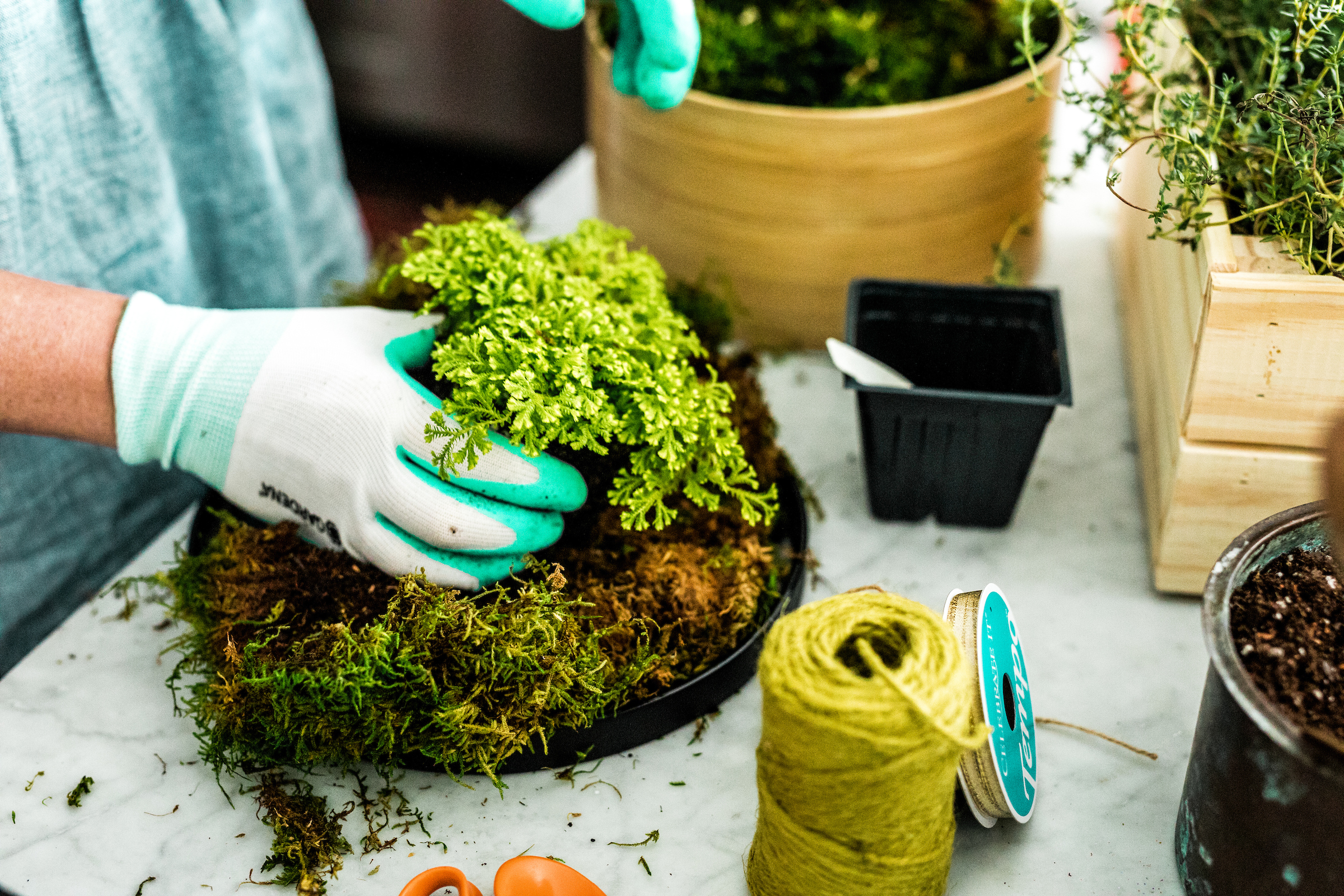 Place plant in the center of the sheet moss.