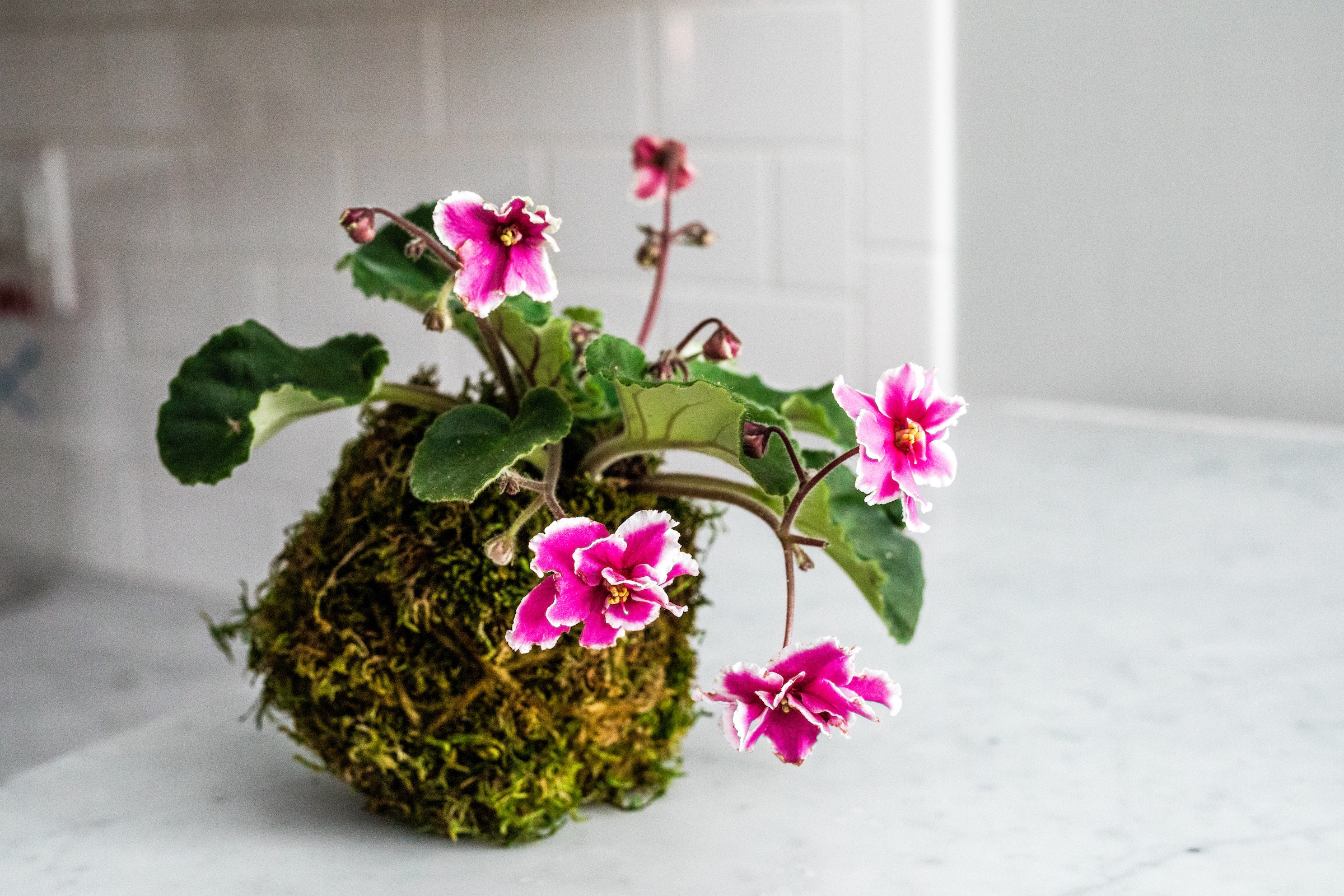 African violets like bright, indirect light.