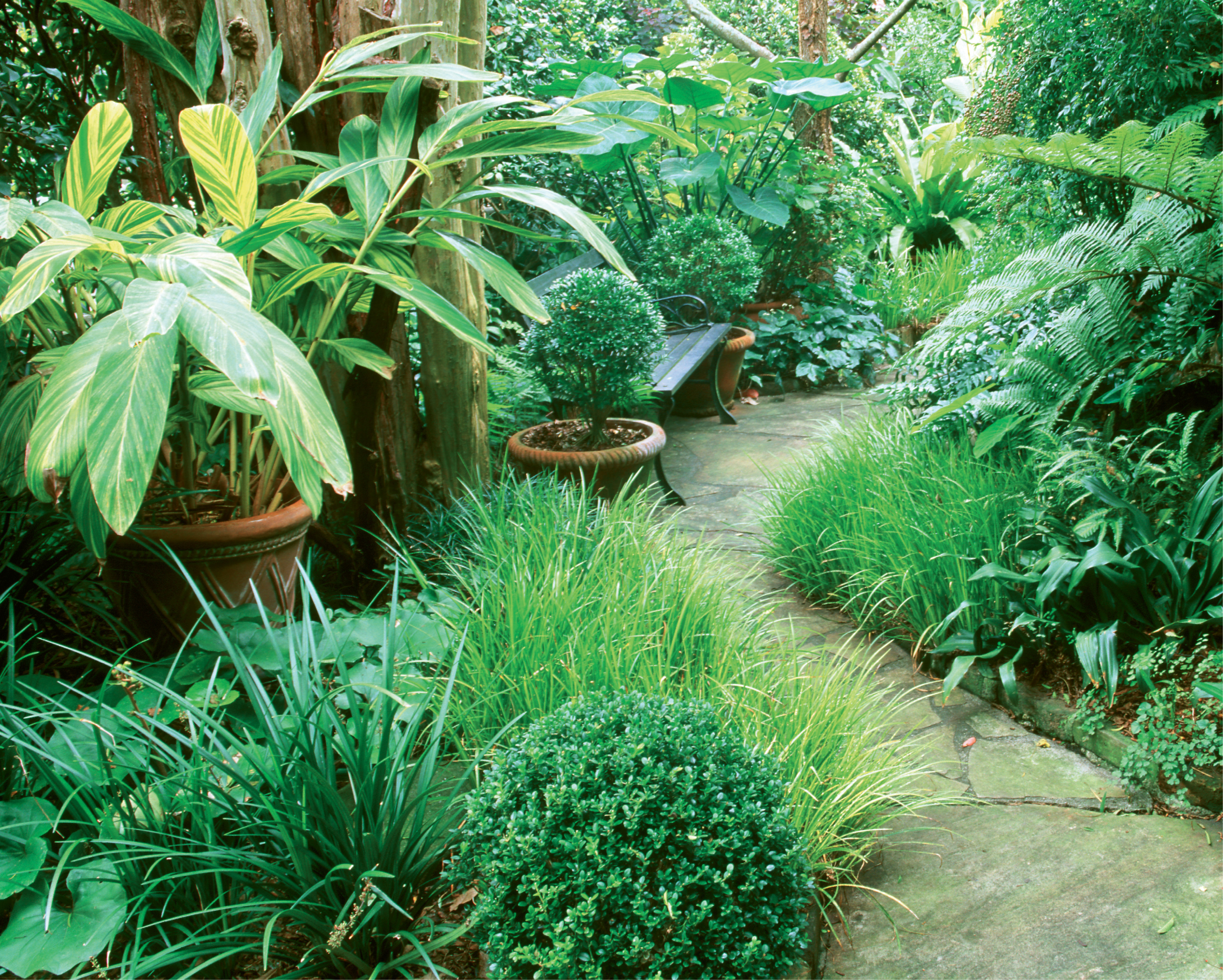 NATURE’S PATH: Patti revitalized the Ansonborough garden, originally designed in 1968 by renowned landscape architect Loutrel Briggs, and layered in many new varietals in a range of textures. Here, a stone path leads to one of its shaded seating areas; photo by Virginia Weiler