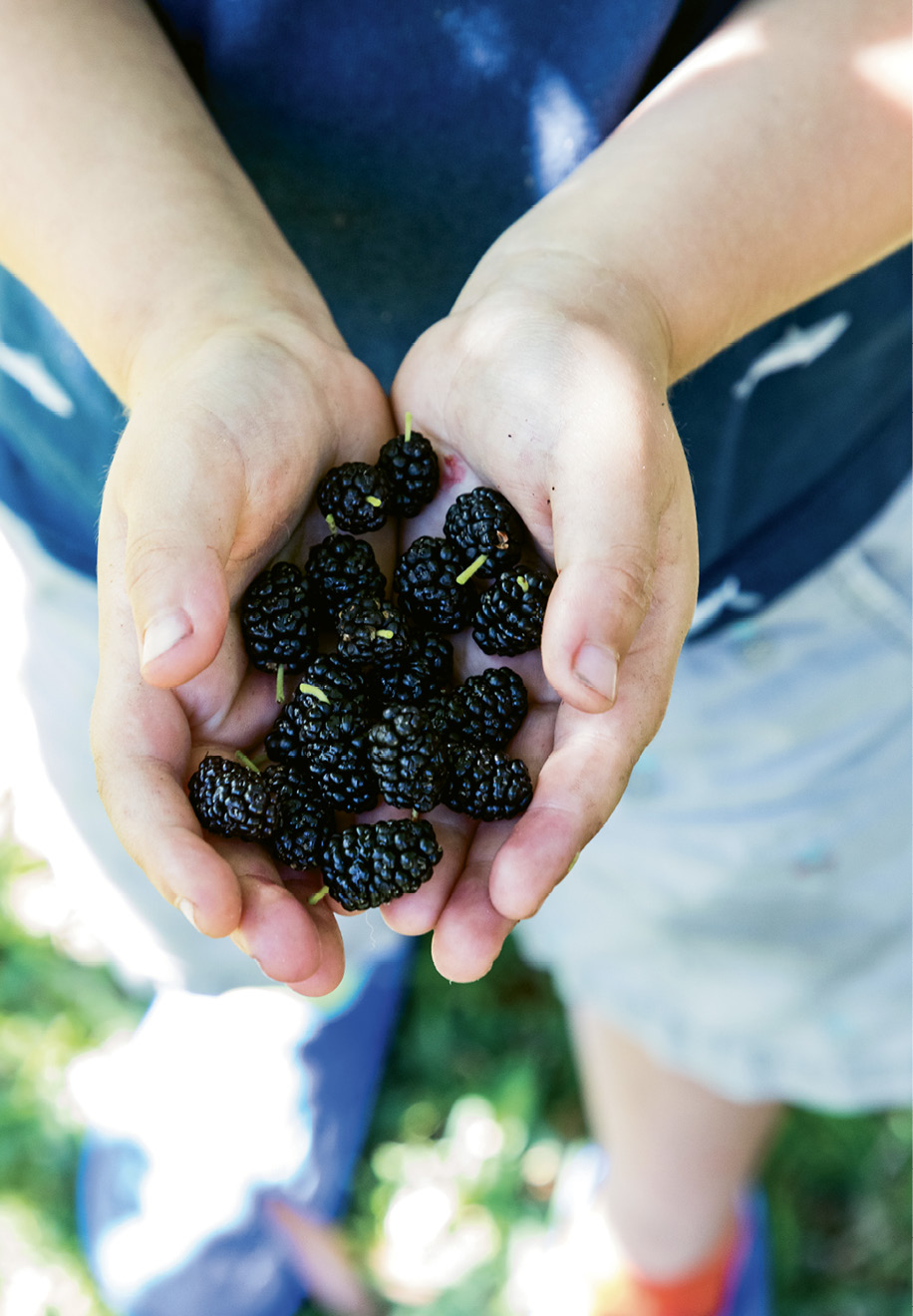 Wong uses the fruit in her mulberry cheesecake ice cream.