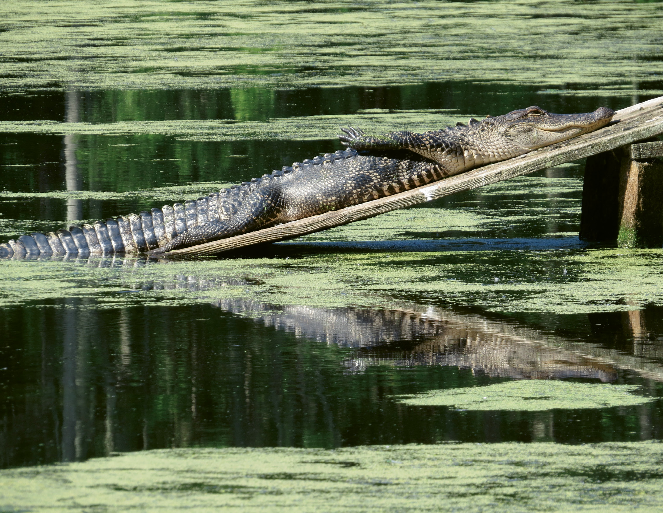 Scratch That Itch by Hank Simon  {Amateur category}  - A sunny morning siesta at Magnolia Plantation’s Audubon Swamp Garden