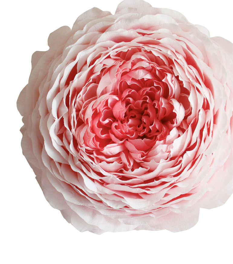 Cabbage Rose by papelSF