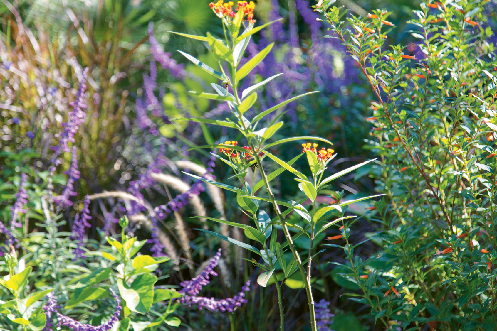 Many of these will be available for sale at Plantasia, the Charleston Horticultural Society’s annual gardening extravaganza, on April 13 (Friday evening party) and April 14, from 8 a.m. to 3 p.m. at Old Towne Creek County Park. For tickets and more information, visit <a href="http://www.chashortsoc.org">www.chashortsoc.org</a>.