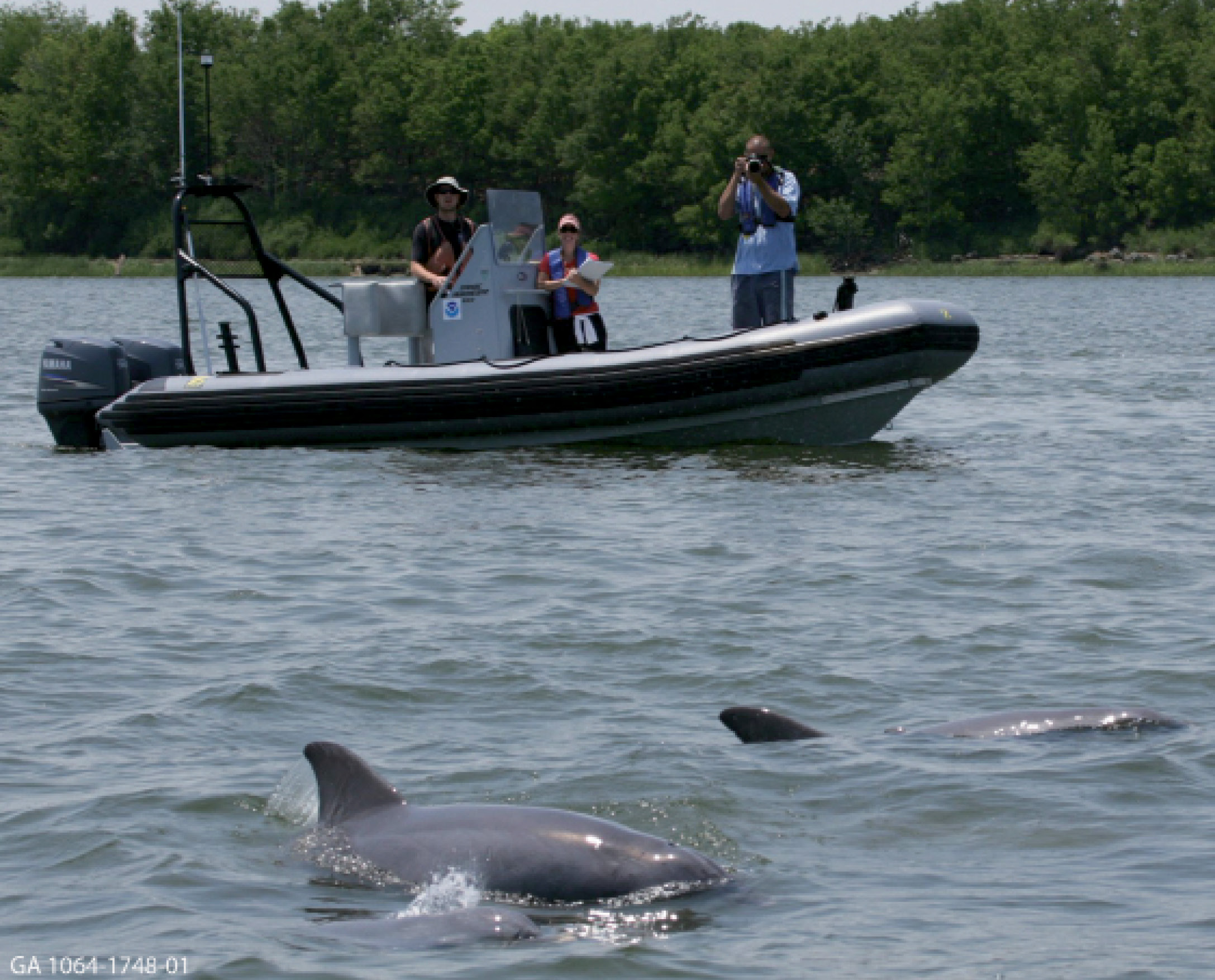Keeping Distance: A group of National Ocean Service contractors zoom in from a respectful distance to photograph dolphins in the Cooper River.