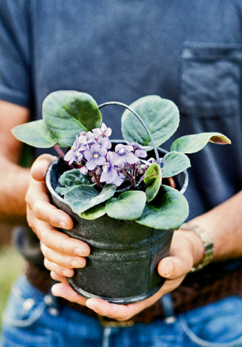 african_violet_0_0.jpg