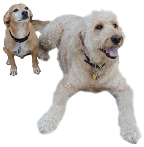 Perfect Pooches:  “We have two pups: Magner, our golden doodle, is named after the cider, and Barley, a mutt, got his name because we love beer.”