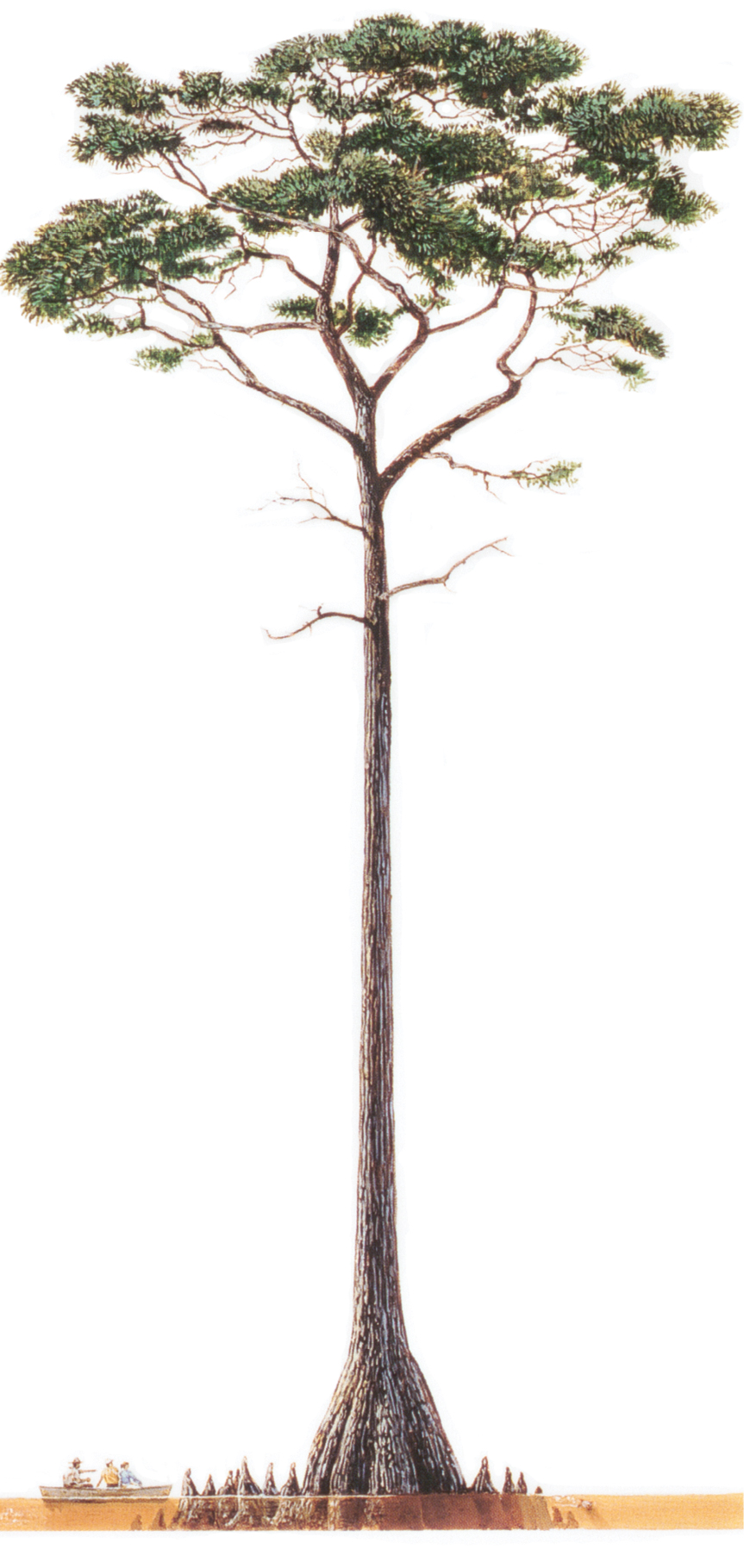 Make the two-hour drive to the state’s only national park to wander among and around the world’s largest cypress trees, including one with a 27-foot, five-inch circumference.