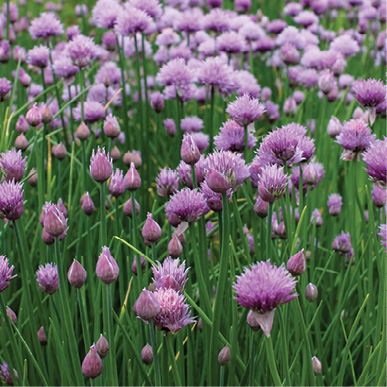 Chives (Allium schoenoprasum)