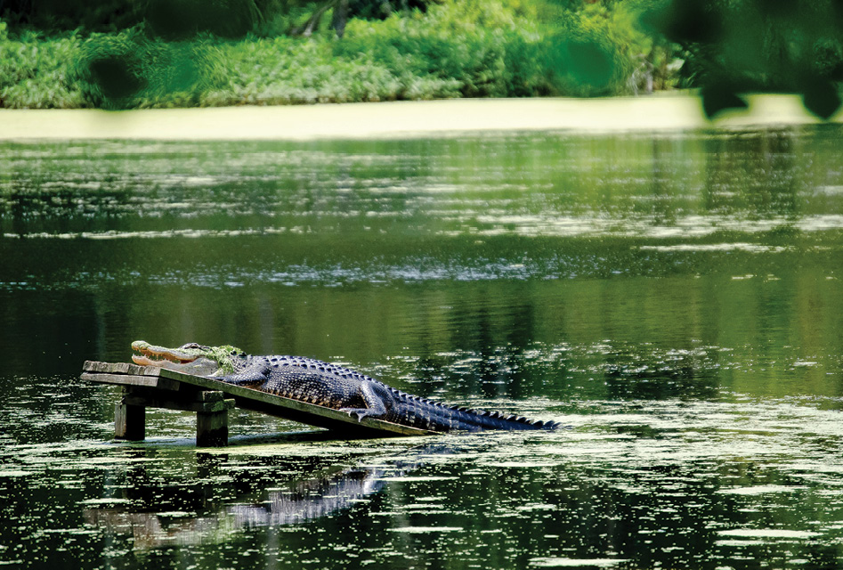 Boardwalks wind around blackwater cypress and tupelo trees in the 60-acre swamp garden, where all manner of wildlife—from herons, egrets, and anhingas to alligators and otters—can be spied.