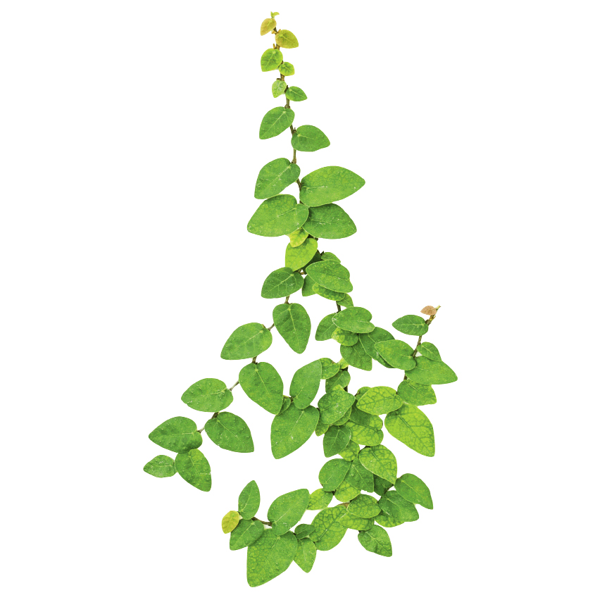 Tread Climber “I love the plants around town, especially creeping fig,” says Patrick. Hyams Garden Center, $20