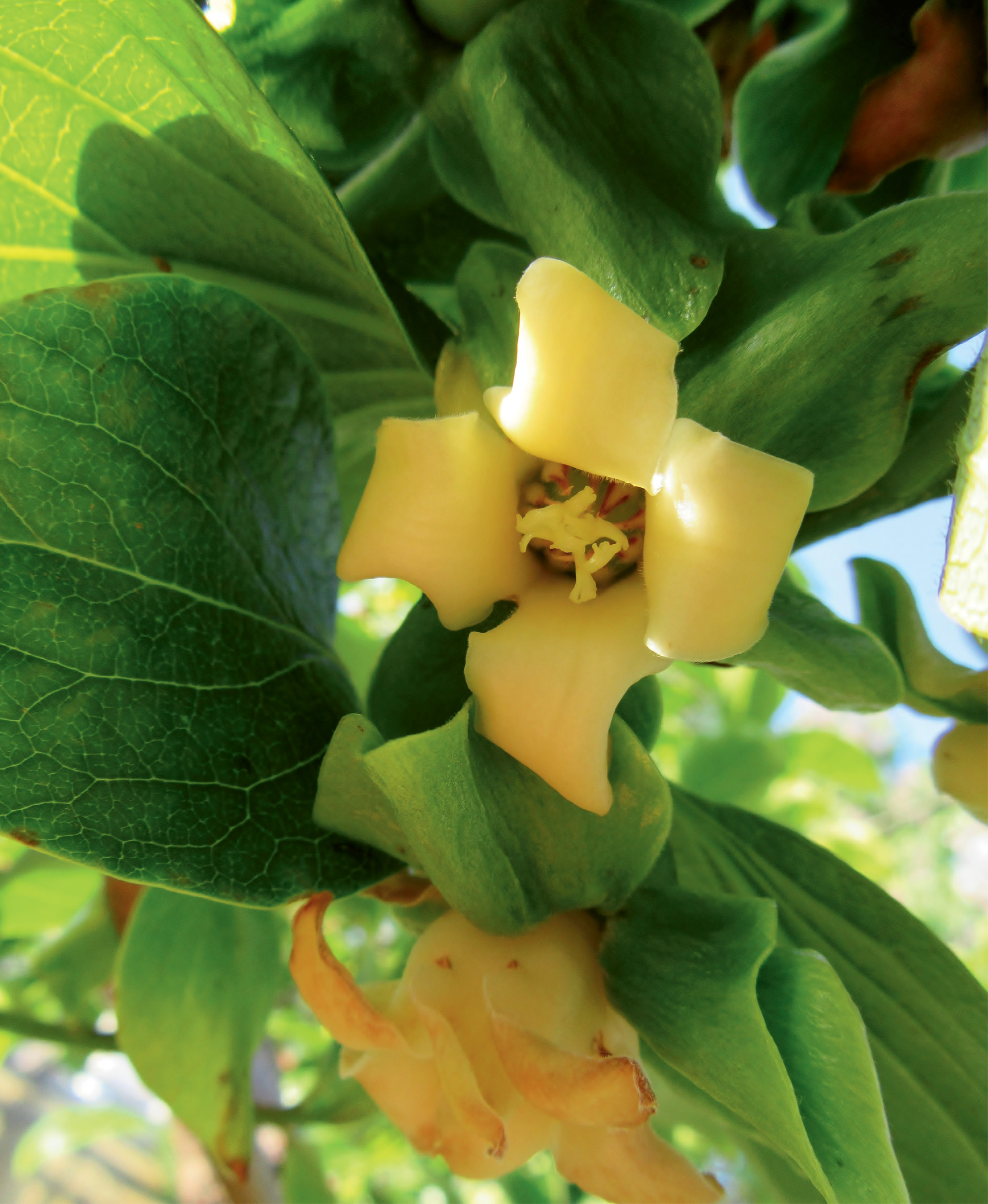 Persimmon trees bear delicate yellow blooms in the spring.