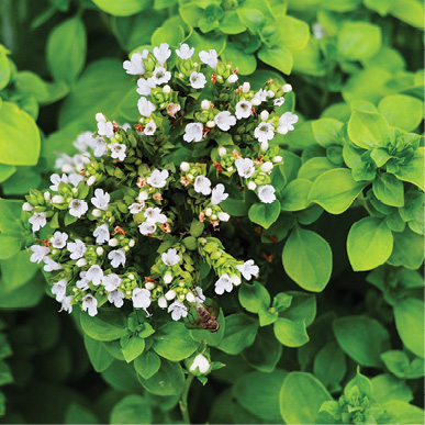 Oregano (Origanum vulgare)
