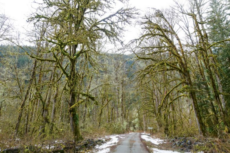 The road to Mount Baker