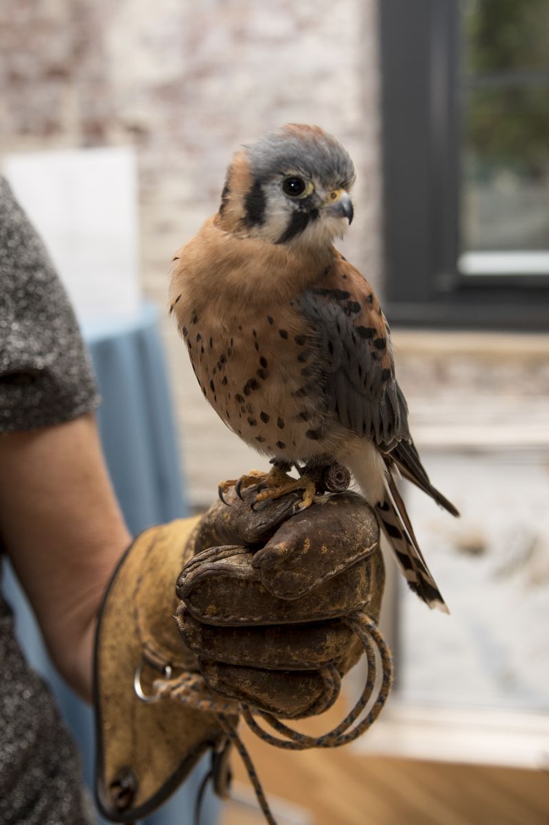 American kestrel