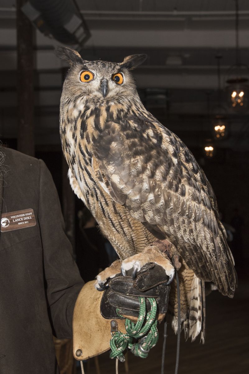 The Urasian eagle owl, whose scientific name is “Bubo bubo”