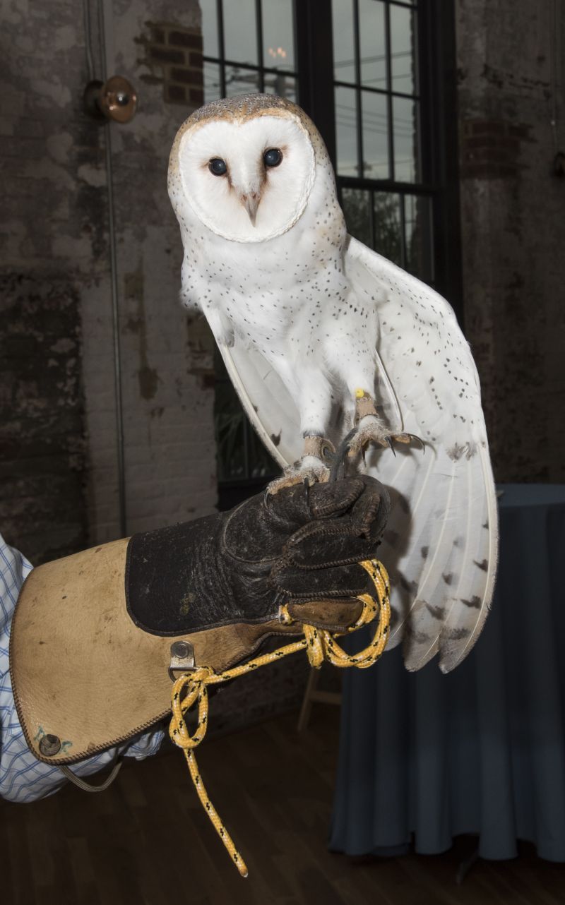 British barn owl