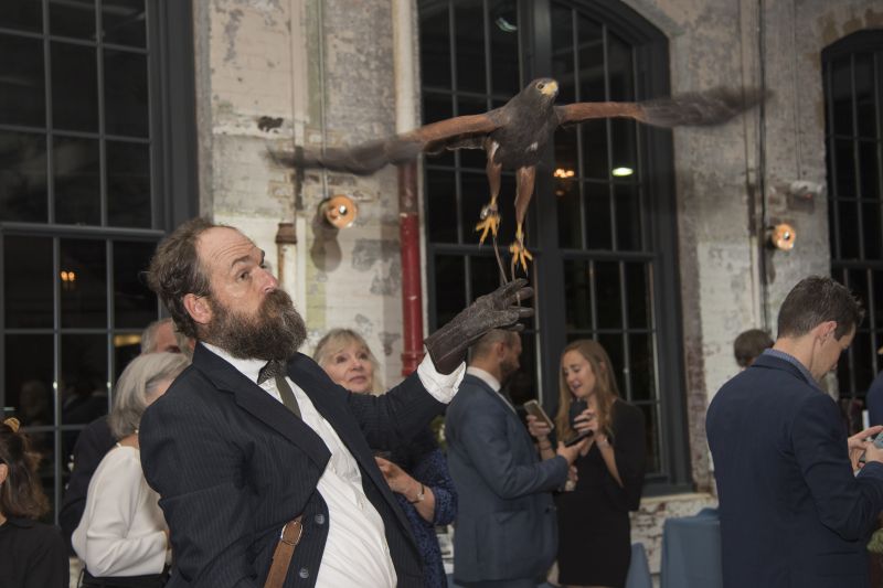 The Harris hawk launches from Lance Doll&#039;s arm.