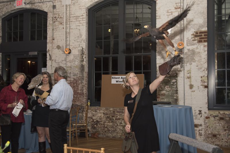 The Harris hawk flew from wall to wall and swooped from ceiling to floor.