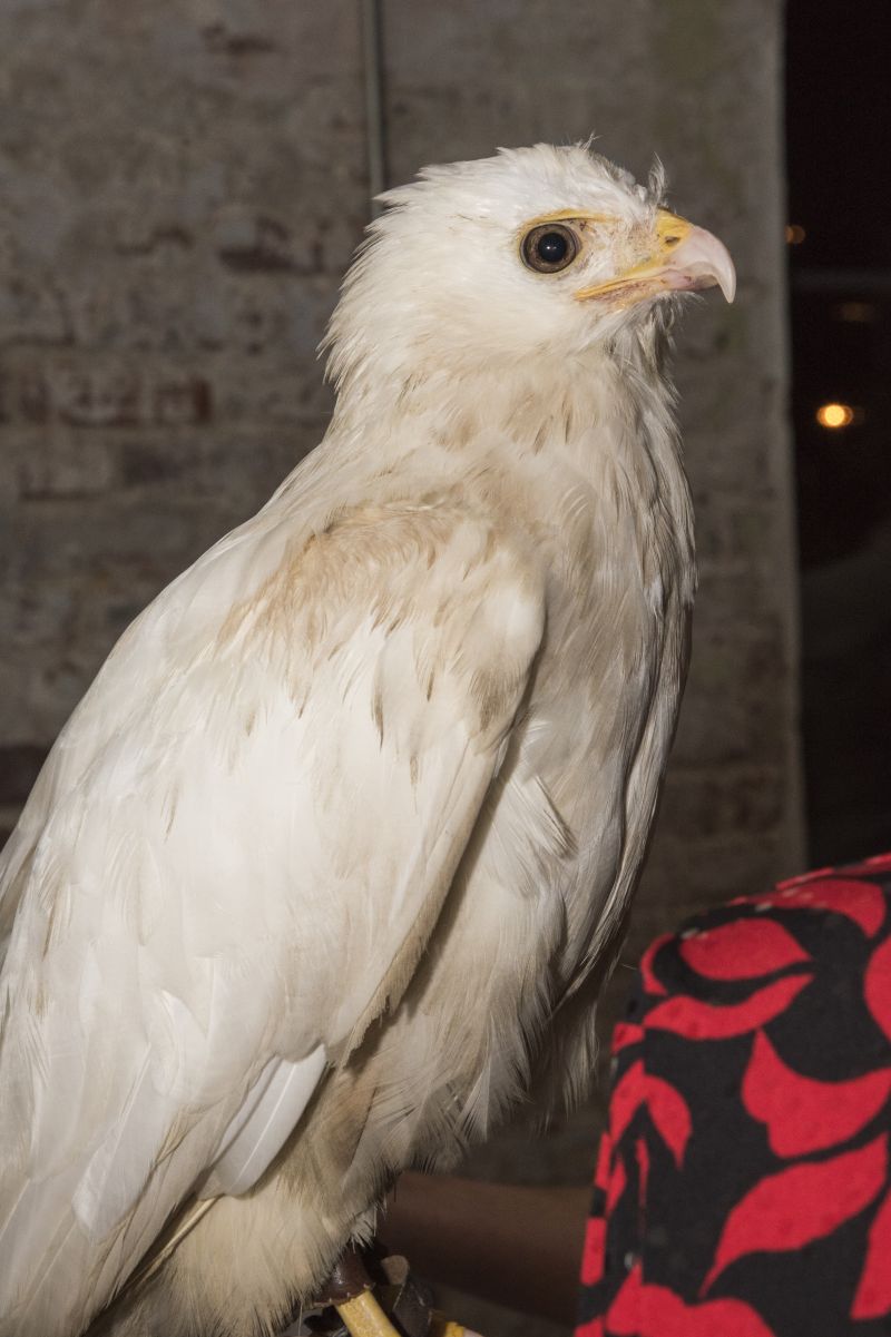 Lucistic red-tailed hawk