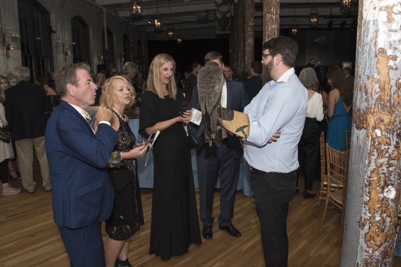 Guests meet the yellow-billed kite as they arrive.