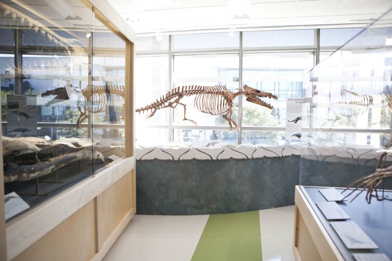 Downtown - The Mace Brown Museum of Natural History