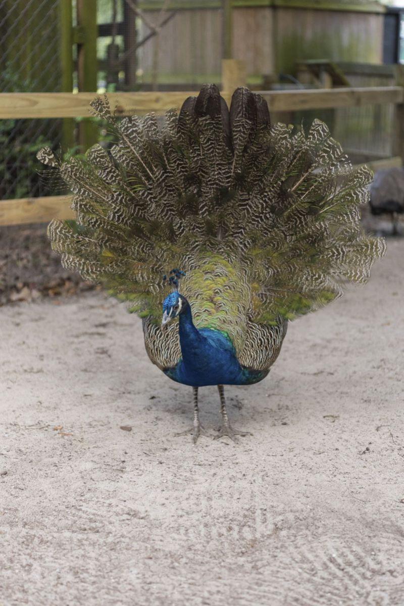 West Ashley - Magnolia Plantation