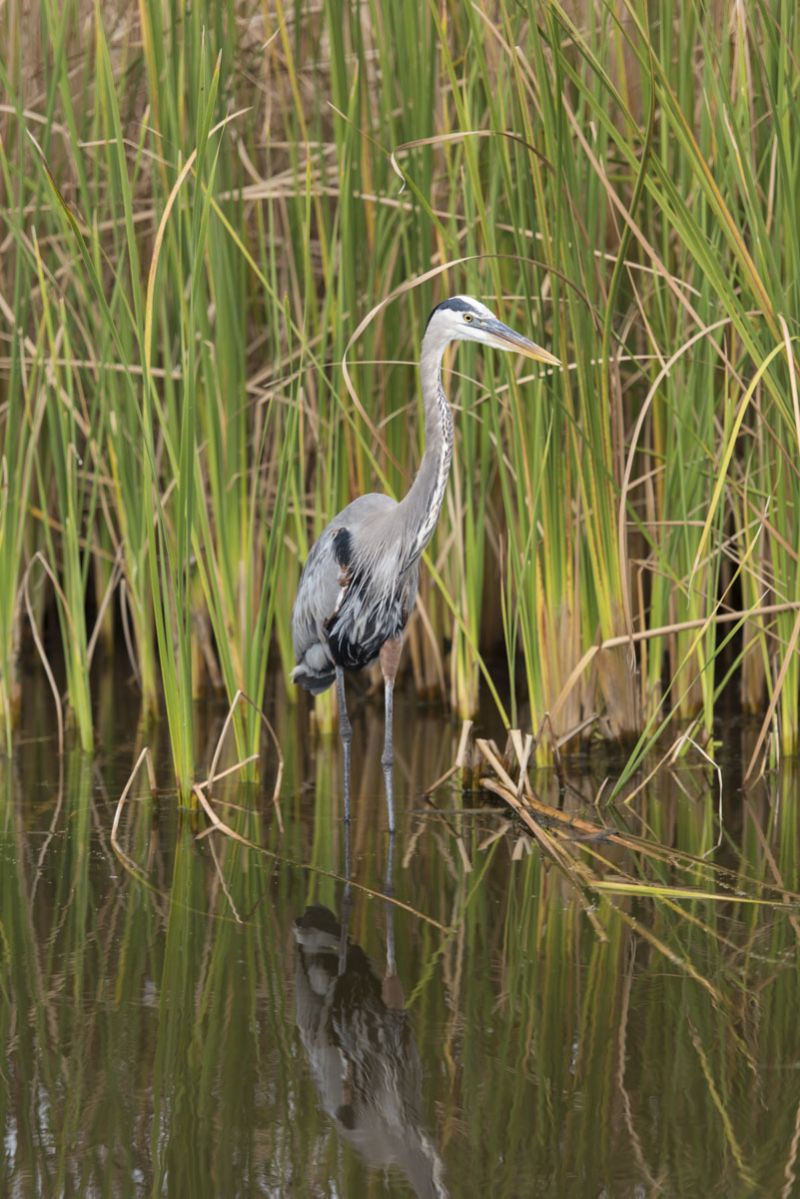 West Ashley - Magnolia Plantation Swamp Garden