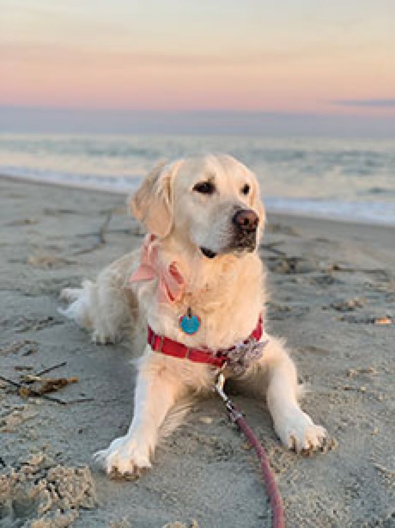 Walks &amp; Wags:  “We love a weekend dog walk on Sullivan’s. Hadley’s favorite is to start at the beach, then weave through some of the neighborhood streets.”