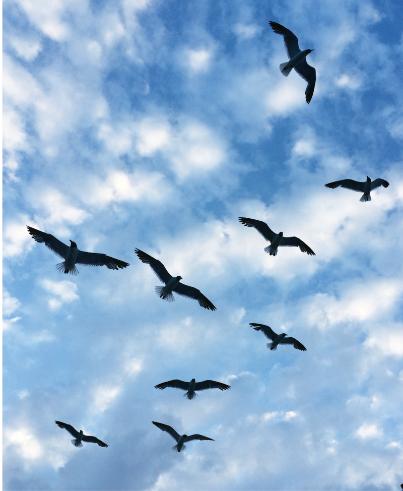 Photograph by Melinda Smith Monk