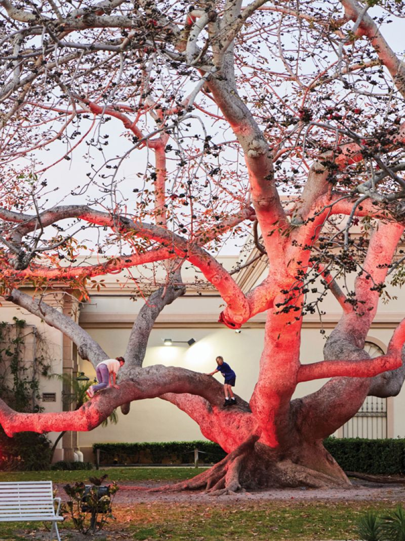Children climb a tree on Bayshore Drive near the St. Pete Pier.